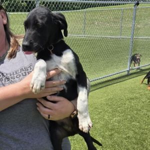 Caboose, Baby Male Hound