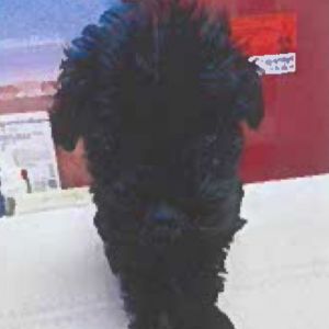Thunder Poodle Dog