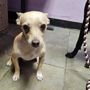 Freddy Chihuahua Dog