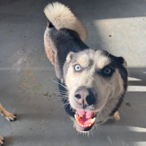 Cosha Siberian Husky Dog