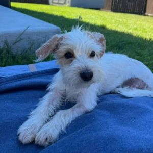 Meet Hunter This 6 month old cutie is still searching for his forever home Hunter is a tripod but
