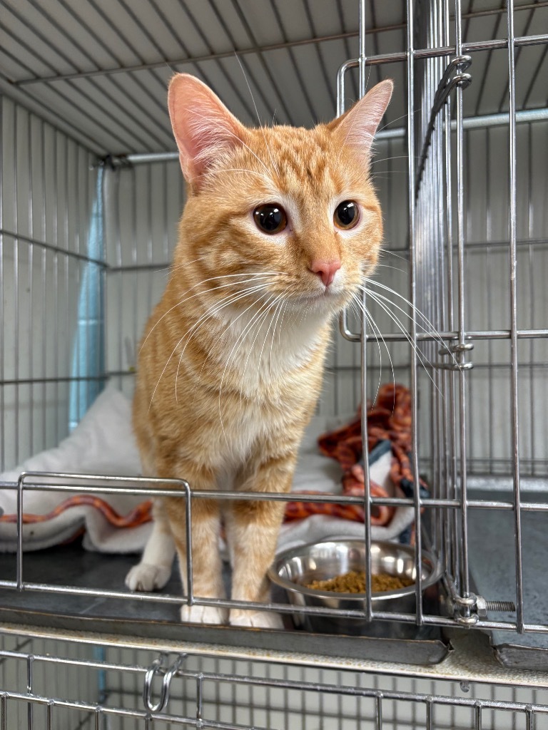 Ramos AKA Sir Purrsalot, an adoptable Domestic Short Hair in Rock Springs, WY, 82901 | Photo Image 1