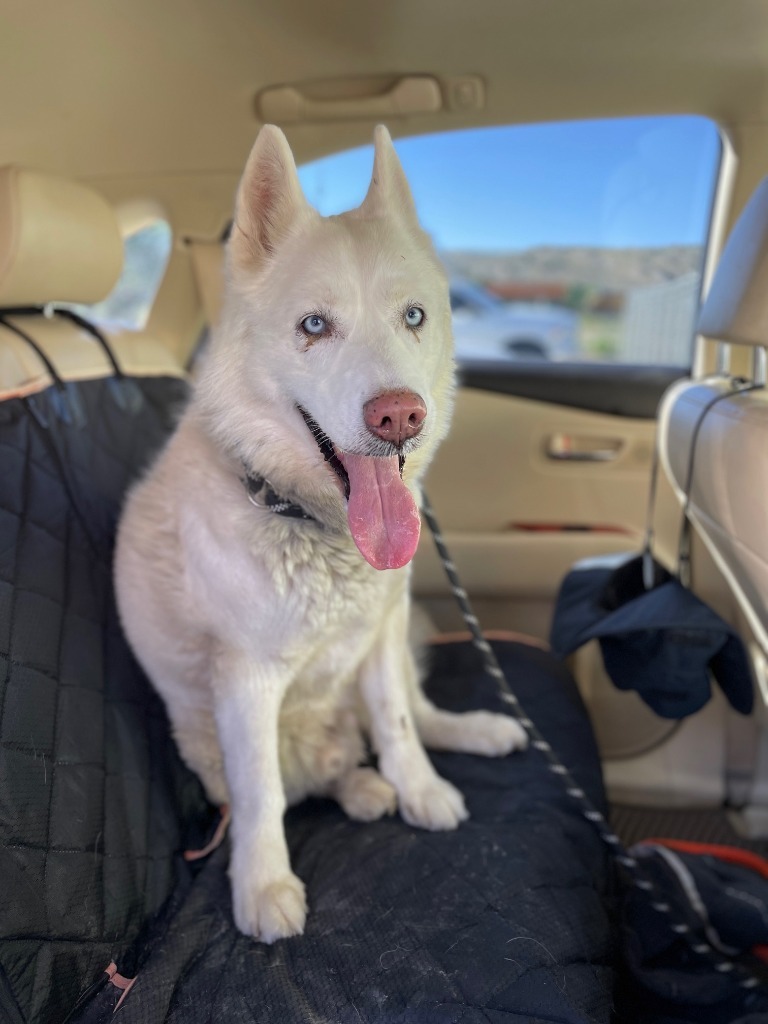 Timber, an adoptable Husky in Rock Springs, WY, 82901 | Photo Image 1