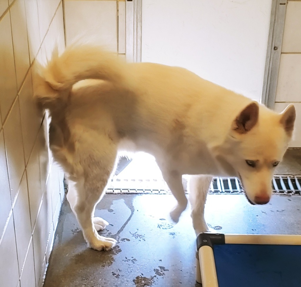 Timber, an adoptable Husky in Rock Springs, WY, 82901 | Photo Image 2