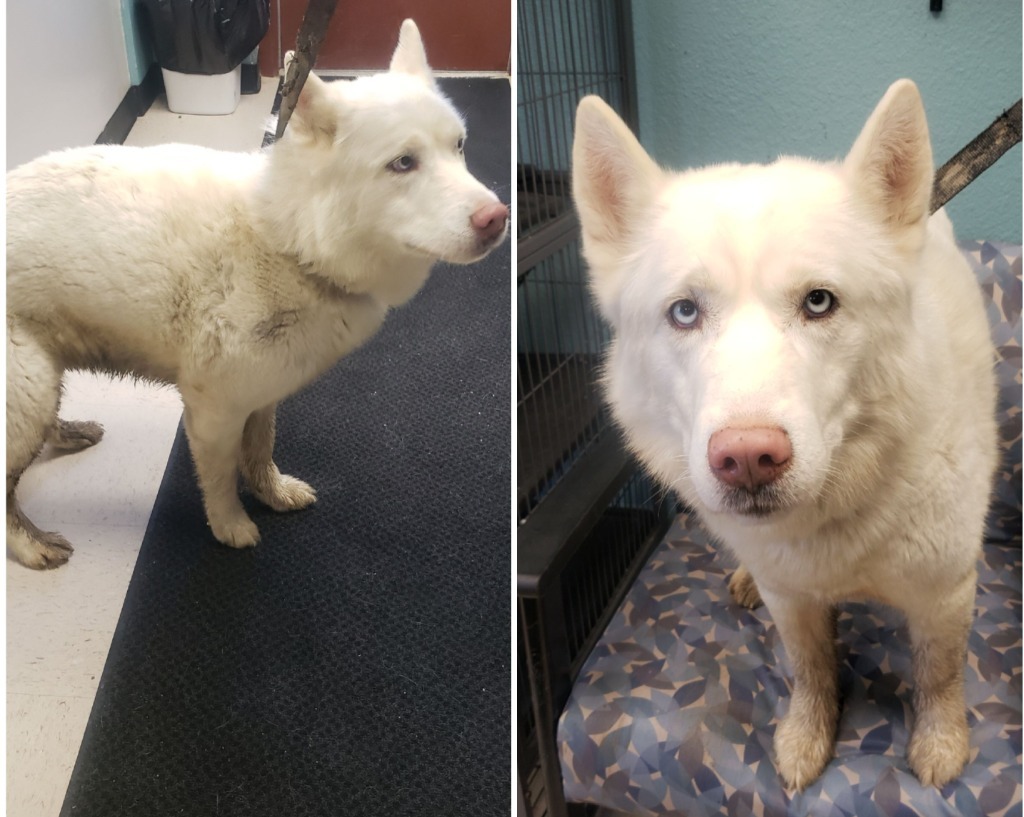 Timber, an adoptable Husky in Rock Springs, WY, 82901 | Photo Image 3
