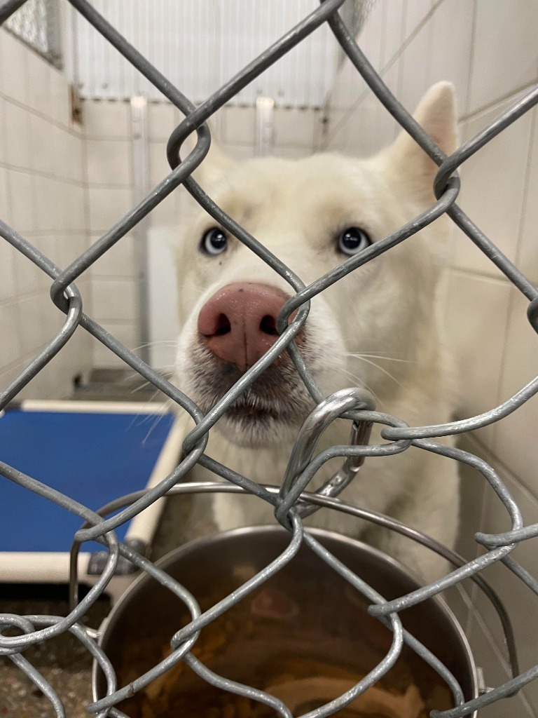 Timber, an adoptable Husky in Rock Springs, WY, 82901 | Photo Image 4