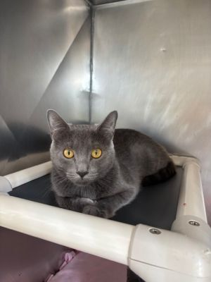 Luna Domestic Short Hair Cat