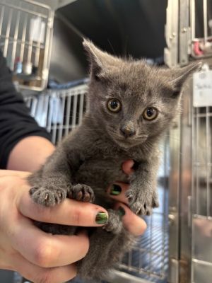 Tai Domestic Short Hair Cat