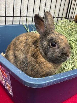 Buster American Rabbit