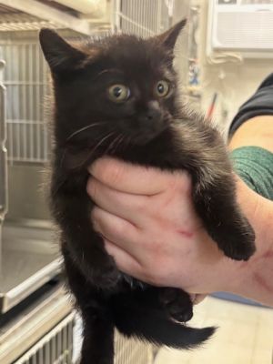 Mai Domestic Short Hair Cat
