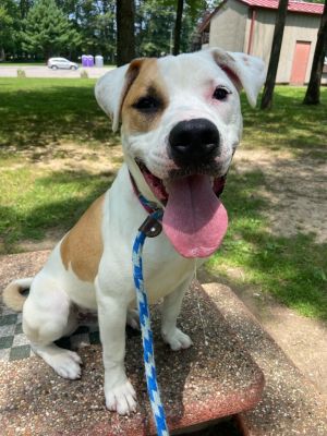Patches (Spidey), Young Male Terrier