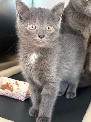 Linda Domestic Short Hair Cat