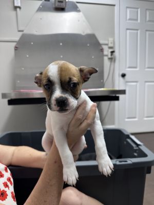 Meringue Jack Russell Terrier Dog