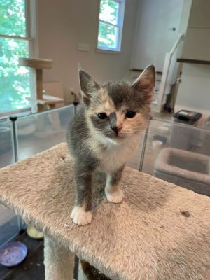 Name Arielle Age 8 Weeks Breed Domestic Shorthair Calico Gender Female Meet Arielle Arielle i