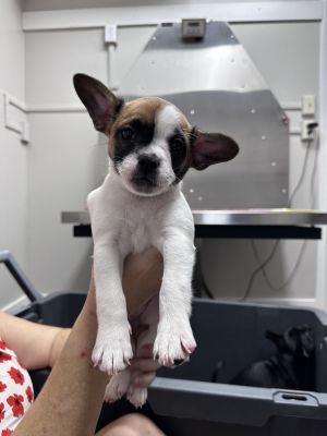 Name Beignet Age 11 Weeks Born 4325 Breed ChihuahuaFrench Bulldog Mix Gender Female Meet Be