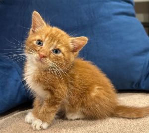 Butters Domestic Short Hair Cat