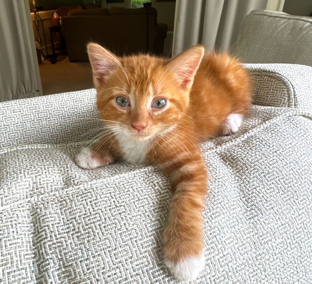 Butters