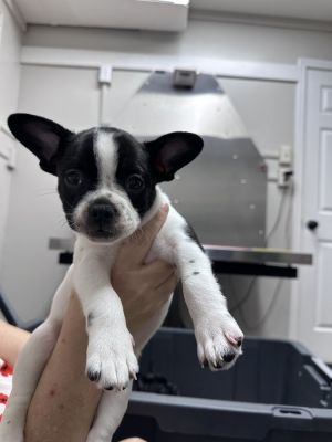 Name Bon Bon Age 11 Weeks Born 4325 Breed ChihuahuaFrench Bulldog Mix Gender Female Meet Bo