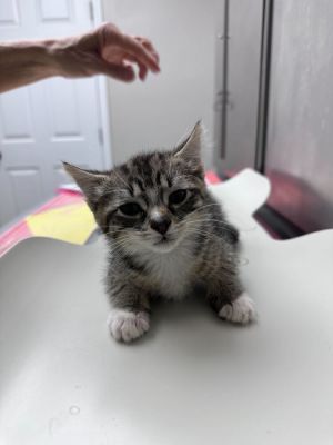 Puddles Domestic Short Hair Cat
