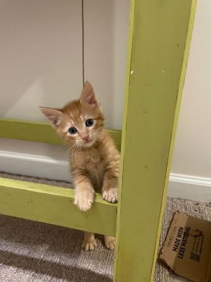 Name Sully Age 7 Weeks Breed Domestic Shorthair Orange Tabby Gender Male Meet Sully Sully is 