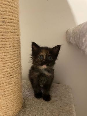 Name Boo Age 7 Weeks Breed Domestic Shorthair Tortoiseshell Gender Female Meet Boo Boo is a p
