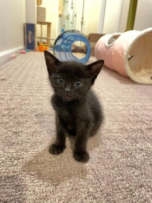 Name Newby Age 7 Weeks Breed Domestic Shorthair Black Gender Male Meet Newby Newby is an ador