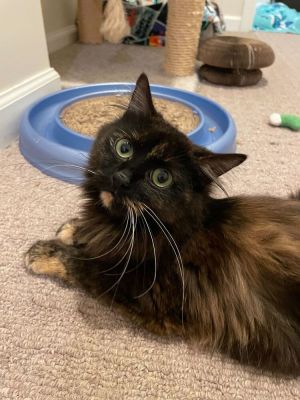 Roz Domestic Long Hair Cat