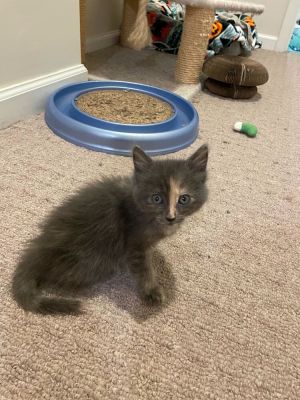 Celia Domestic Long Hair Cat