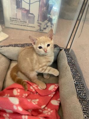 Name Prince Eric Age 8 Weeks Breed Domestic Shorthair Orange Tabby Gender Male Meet Prince Eri