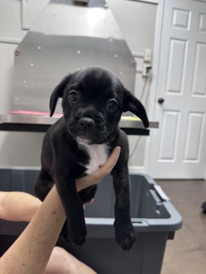 Name Brle Age 11 Weeks Born 4325 Breed ChihuahuaFrench Bulldog Mix Gender Female Meet Brle