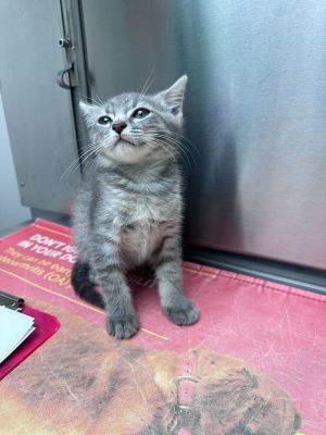 Knuckles Domestic Short Hair Cat