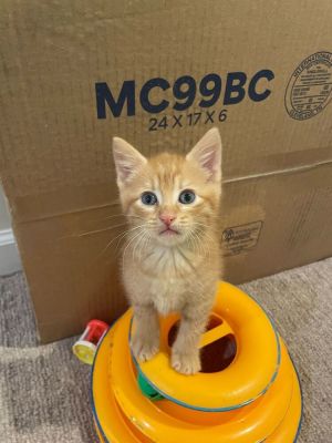 Name Mike Age 7 Weeks Breed Domestic Shorthair Orange Tabby Gender Male Meet Mike Mike is an 