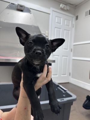 Name clair Age 11 Weeks Born 4325 Breed ChihuahuaFrench Bulldog Mix Gender Female Meet clai