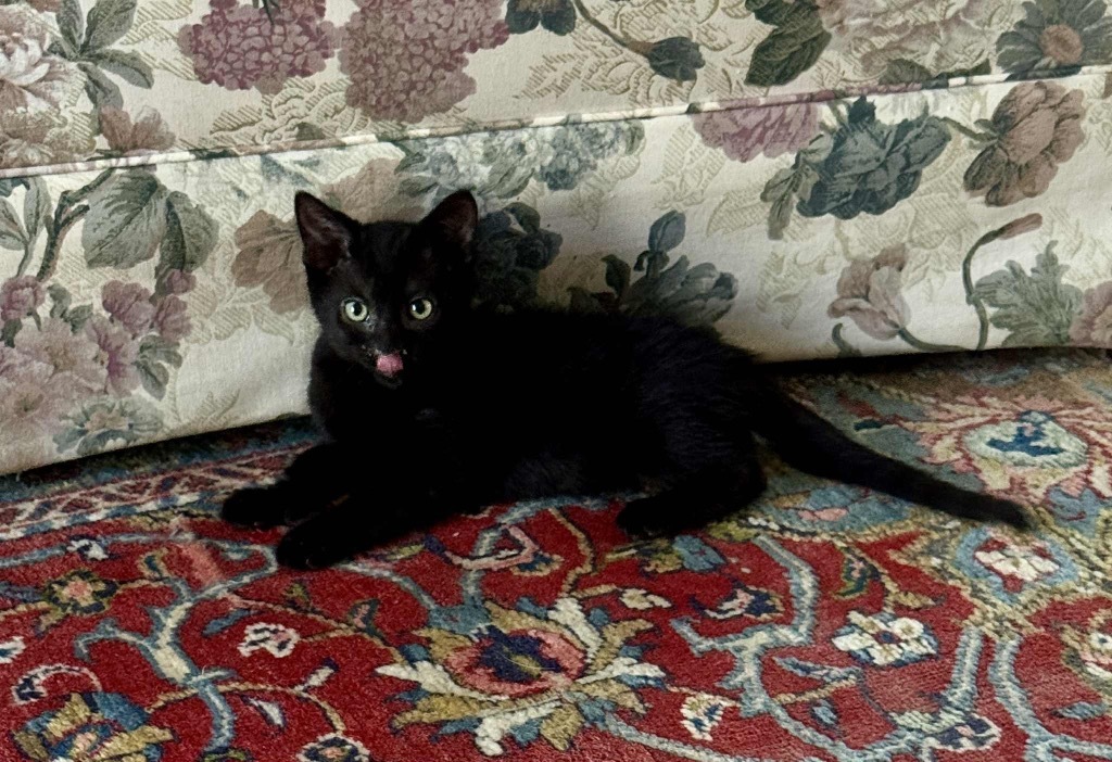 Egypt aka Mungo, an adoptable Domestic Short Hair in Gorham, ME, 04038 | Photo Image 1
