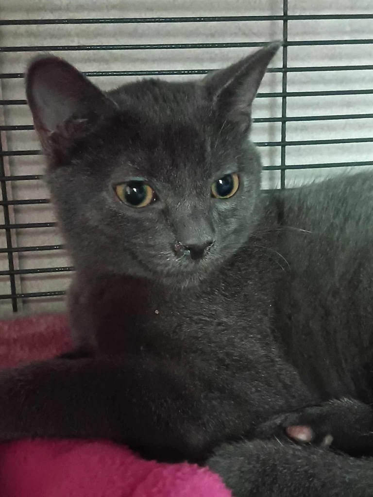 Canada aka Kaia, an adoptable Domestic Short Hair in Gorham, ME, 04038 | Photo Image 1