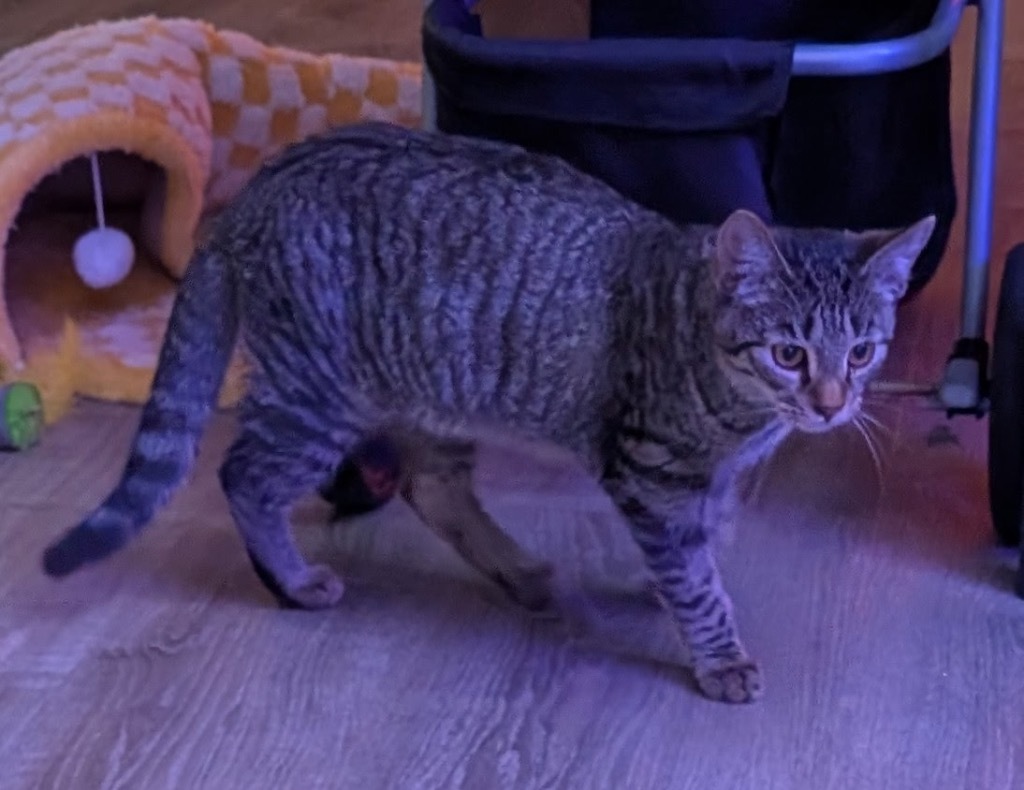 Titos, an adoptable Domestic Short Hair in Gorham, ME, 04038 | Photo Image 1