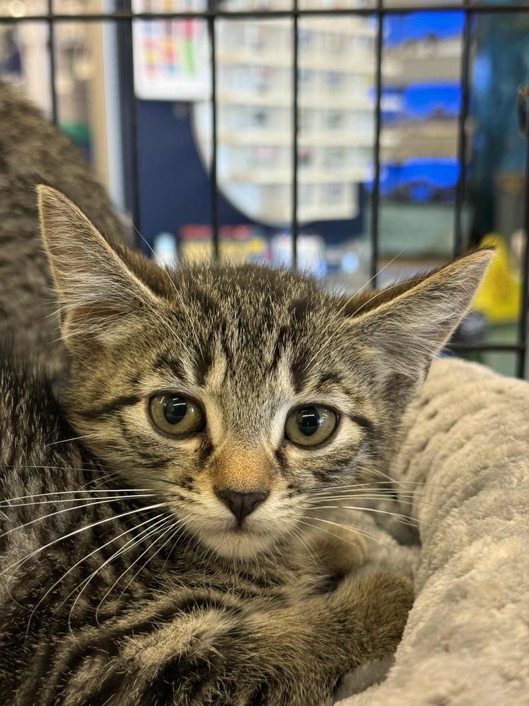 Titos, an adoptable Domestic Short Hair in Gorham, ME, 04038 | Photo Image 2