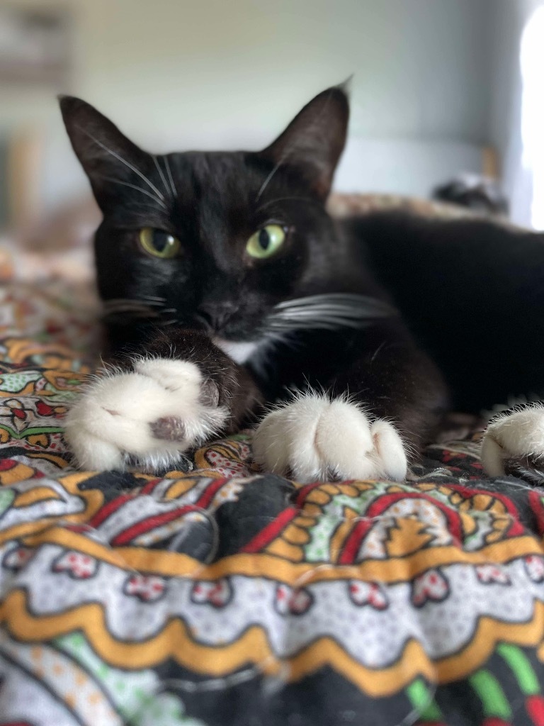 Sangria, an adoptable Domestic Short Hair in Gorham, ME, 04038 | Photo Image 1