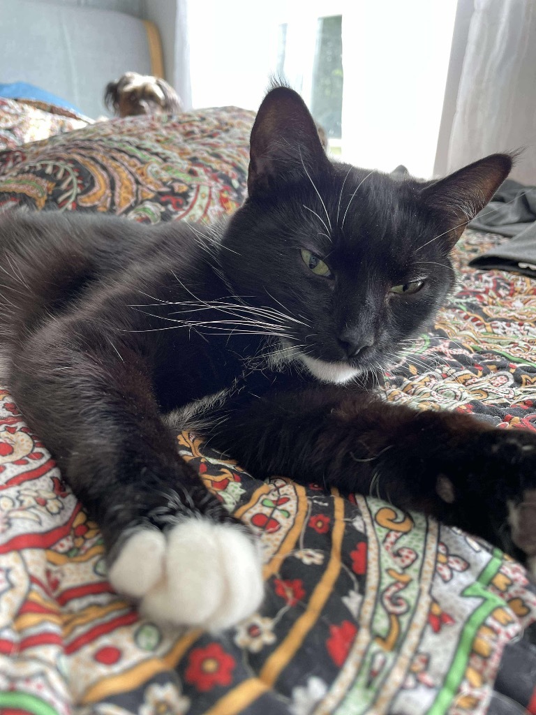 Sangria, an adoptable Domestic Short Hair in Gorham, ME, 04038 | Photo Image 2