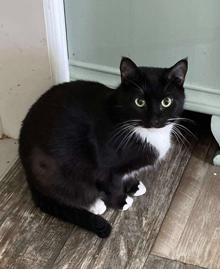 Sangria, an adoptable Domestic Short Hair in Gorham, ME, 04038 | Photo Image 3