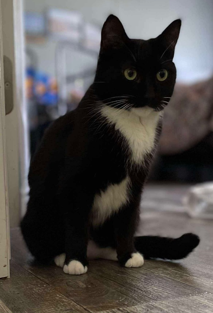 Sangria, an adoptable Domestic Short Hair in Gorham, ME, 04038 | Photo Image 4