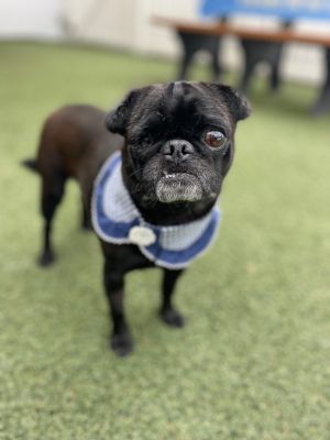 Jamie Pug Dog