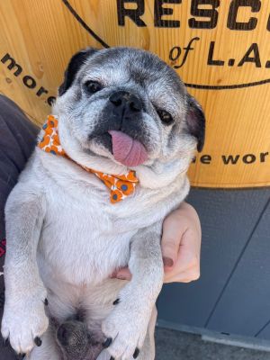 Bartholomew Pug Dog