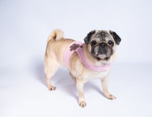 Snubble Pug Dog