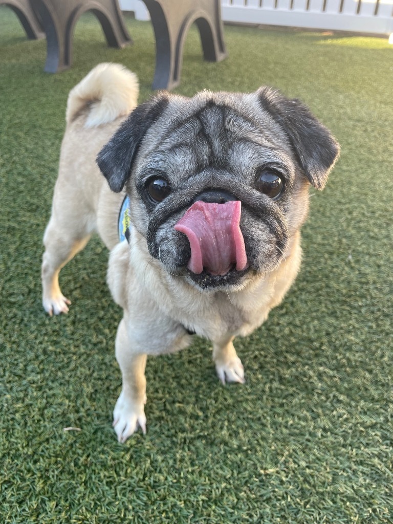 Snubble