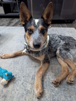 Amos, Young Male Australian Cattle Dog / Blue Heeler