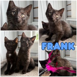 Frank - SR3, Baby Male Domestic Short Hair