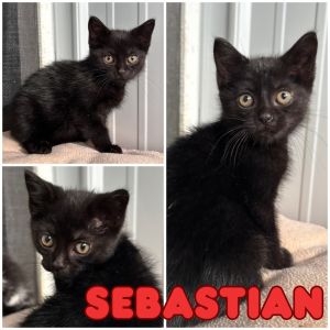 Sebastian - SR4, Baby Male Domestic Short Hair
