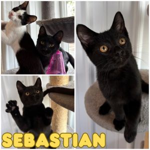 Sebastian - SR4, Baby Male unknown