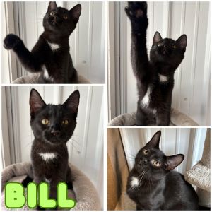Bill - SR3, Baby Male unknown